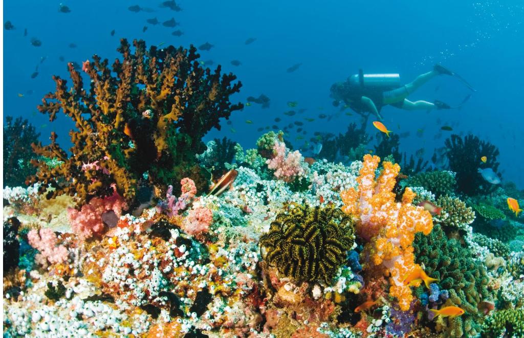 Baros Maldives Diving