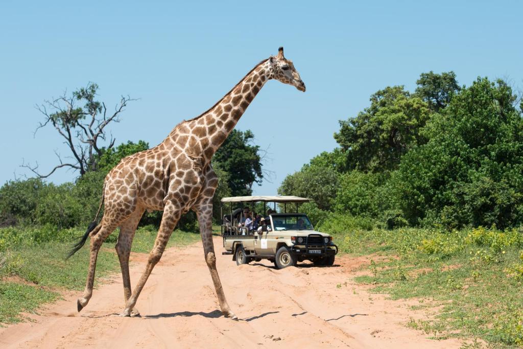 Chobe Water Villas - Wild Life Tour