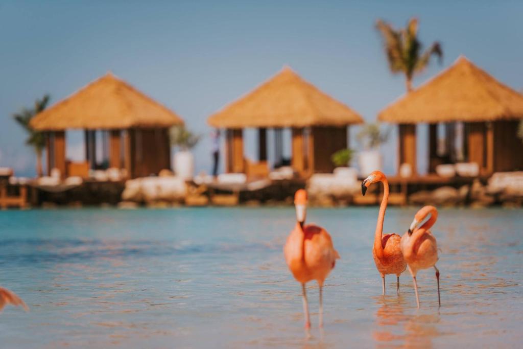 Renaissance Wind Creek Aruba Resort - Flamingo infront of Water Bungalows