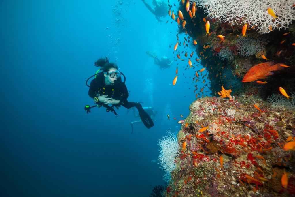 JA Manafaru, Maldives - Diving with colorful fishes