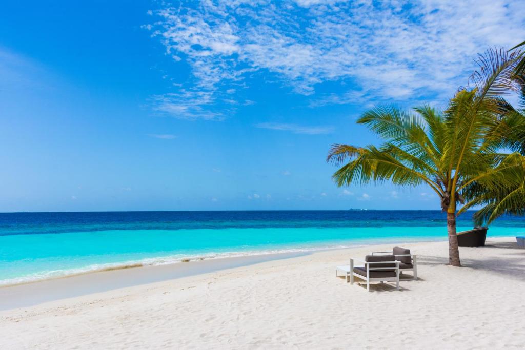 Kandolhu Maldives - Beach with palm tree