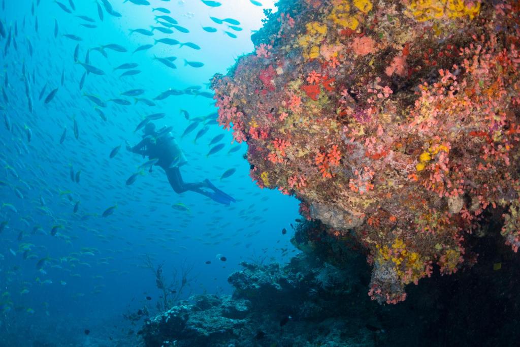 Milaidhoo Maldives - Diving