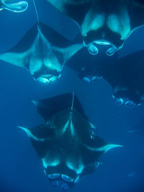 Milaidhoo Maldives - Manta Rays