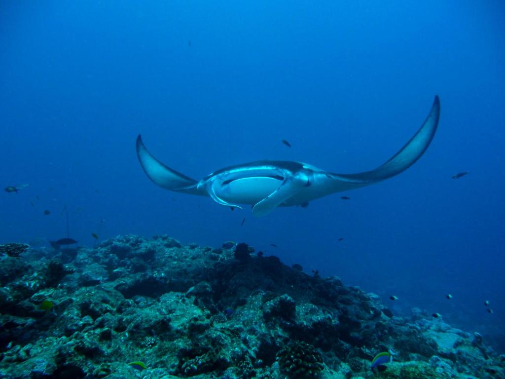 Milaidhoo Maldives - Meet Manta Rays