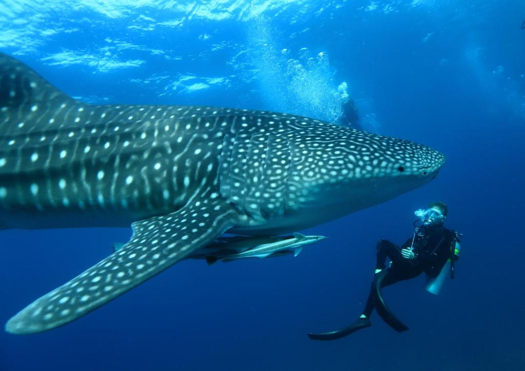 Mirihi Island Resort - Diving with Whale Shark