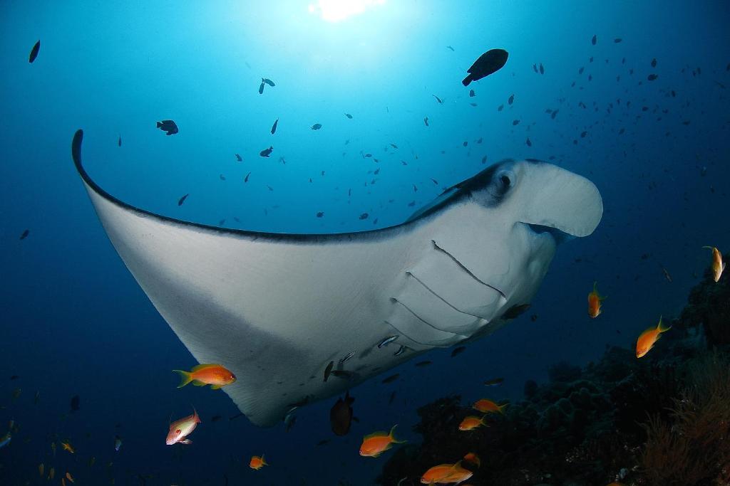 Soneva Fushi - Manta