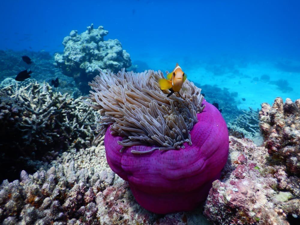 reethi faru resort reef